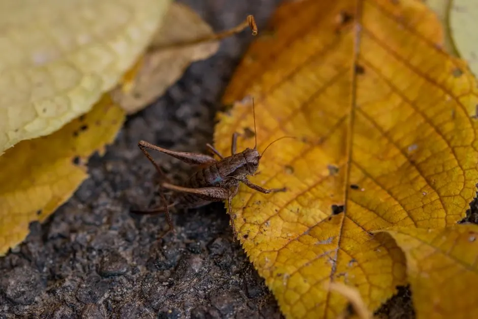 A dark bush-cricket sits on autumn leaves, captured up close.