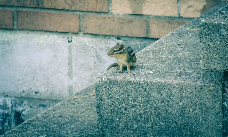 Adorable little chipmunk with fluffy tail sitting on stone stairs of brick building