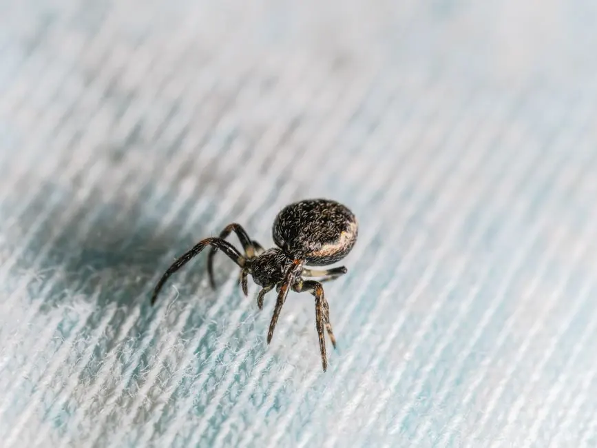 Close-up macro image of a house spider on blue fabric, showcasing detailed texture.