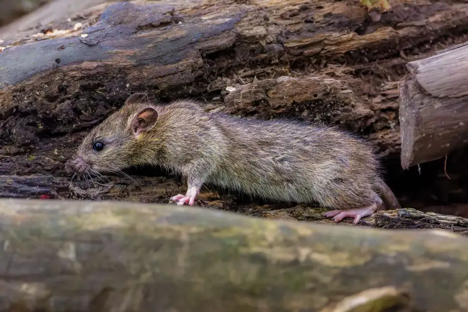 Close-up of a wild rat navigating on a forest log, showcasing its natural habitat.