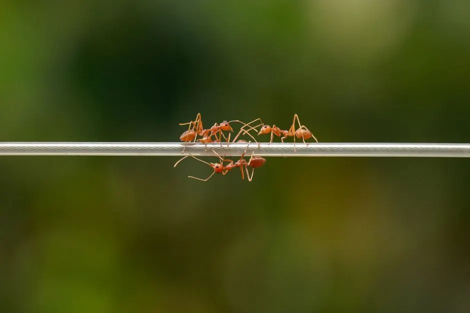 Close-up view of red ants in a line on a cable wire against blurred green background.