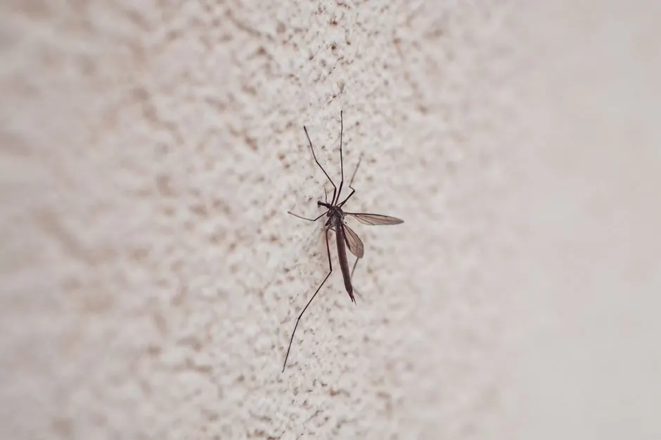 Detailed image of a mosquito perched on a wall with a textured surface, highlighting wing and body detail.