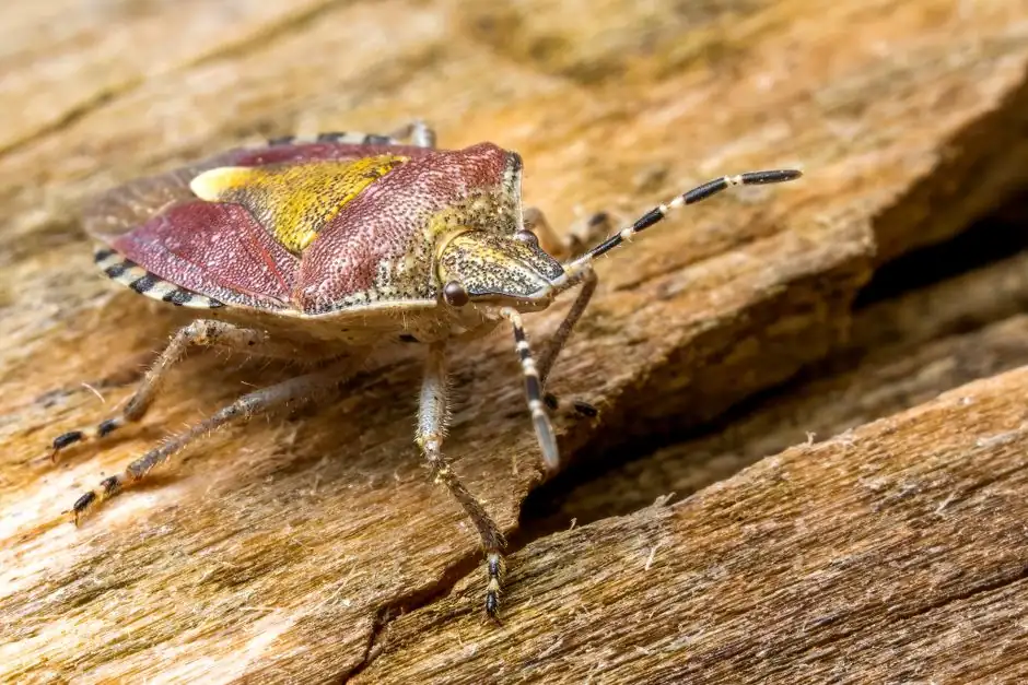 Detailed macro photograph of a colorful stink bug on textured wood surface.