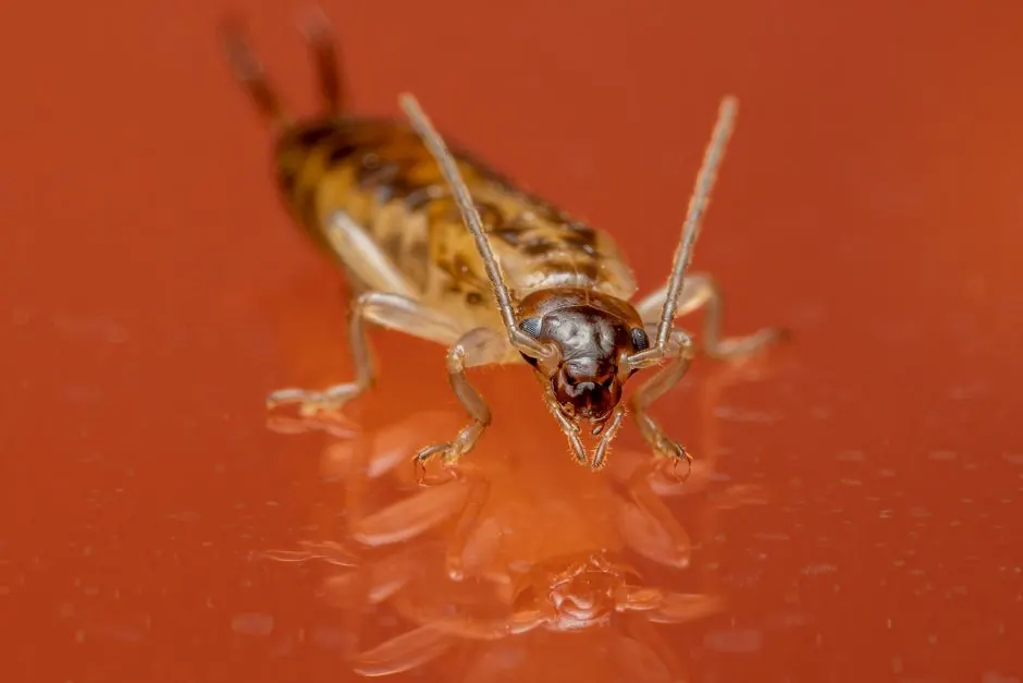 Detailed macro photograph of an earwig (Forficula auricularia) on a reflective orange surface, highlighting its features.