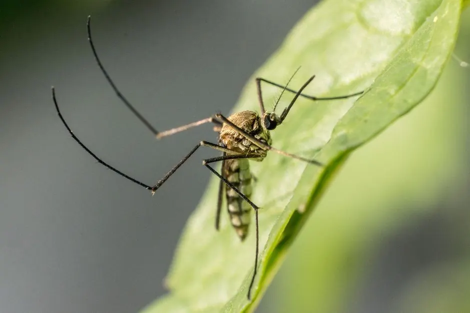 Macro shot of a mosquito perched on a green leaf, showcasing its detail.