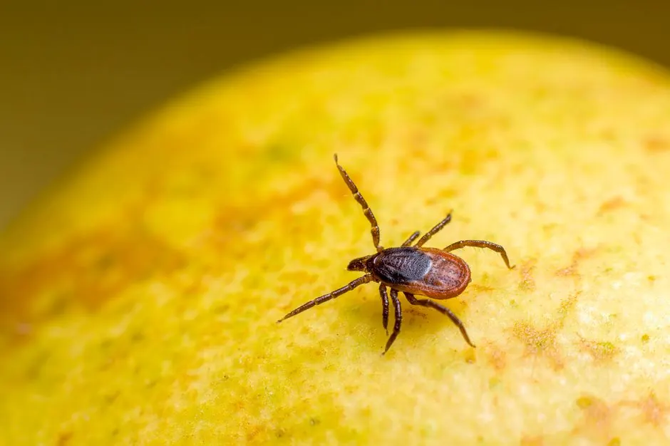 Macro shot of a tick on a yellow fruit surface, emphasizing details and textures.